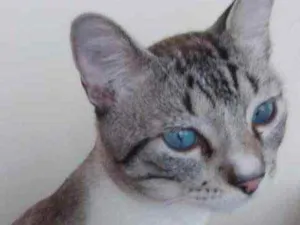 Gato raça Srd  idade 2 a 6 meses nome Jinjin lindo bebê 