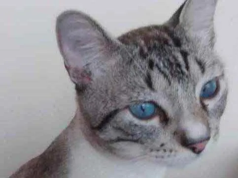 Gato raça Srd  idade 2 a 6 meses nome Jinjin lindo bebê 