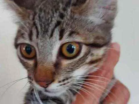 Gato raça Srd  idade 2 a 6 meses nome Dudu lindo bebê 