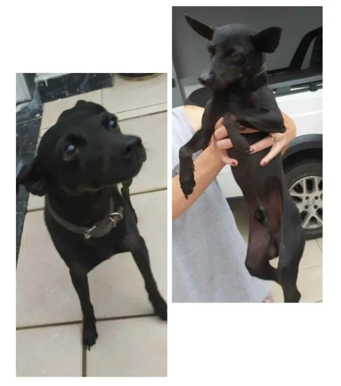 Cachorro ra a  idade  nome Sem nome