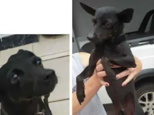Cachorro raça  idade  nome Sem nome