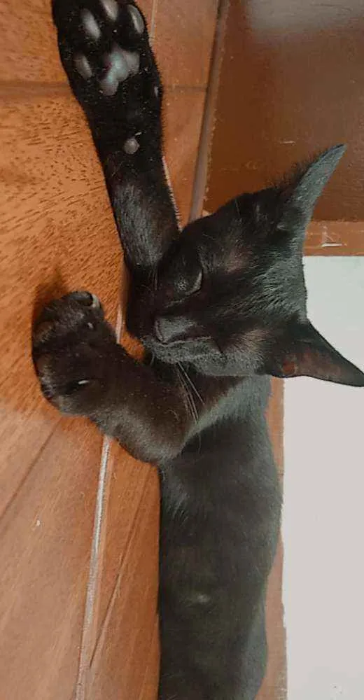 Gato ra a Sem raça definida idade 2 a 6 meses nome Não tem