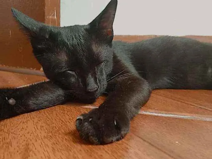 Gato ra a Sem raça definida idade 2 a 6 meses nome Não tem