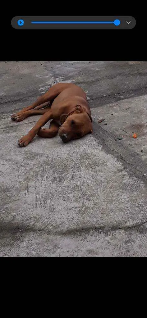 Cachorro raça Pitbull com canecorso idade 1 ano nome Atena