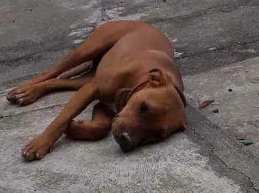 Cachorro raça Pitbull com canecorso idade 1 ano nome Atena