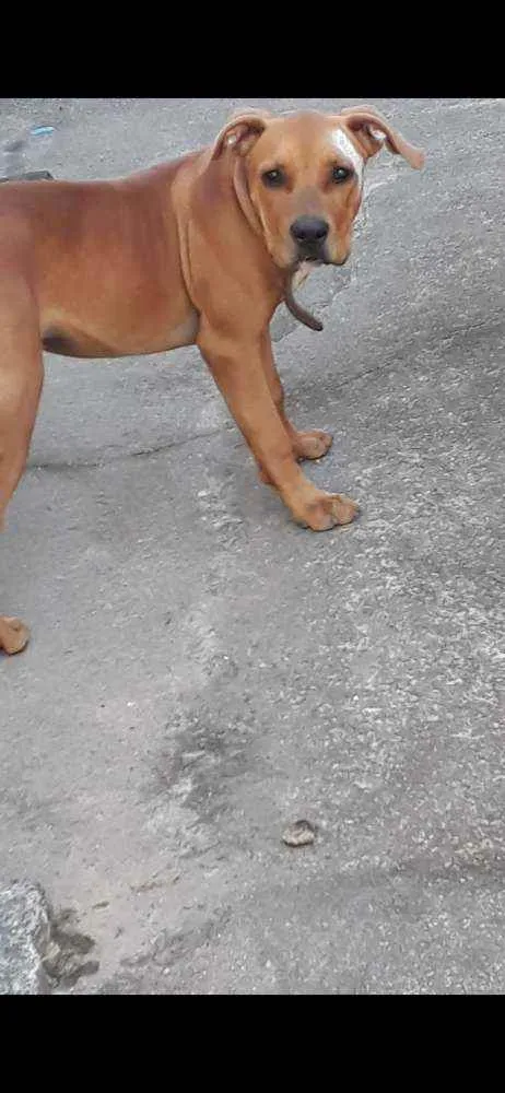 Cachorro raça Pitbull com canecorso idade 1 ano nome Atena