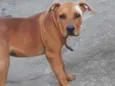 Atena