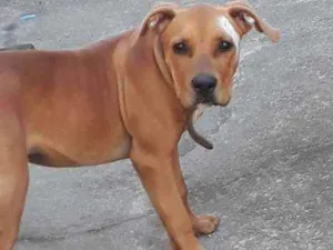 Cachorro raça Pitbull com canecorso idade 1 ano nome Atena