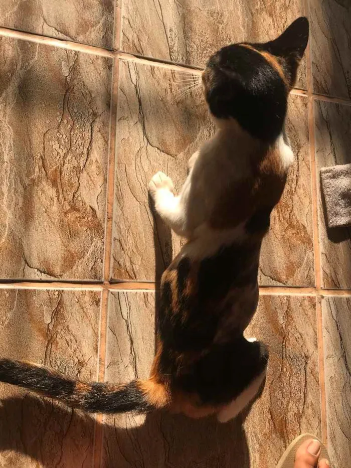 Gato raça Srd idade 7 a 11 meses nome Sophia castrada 