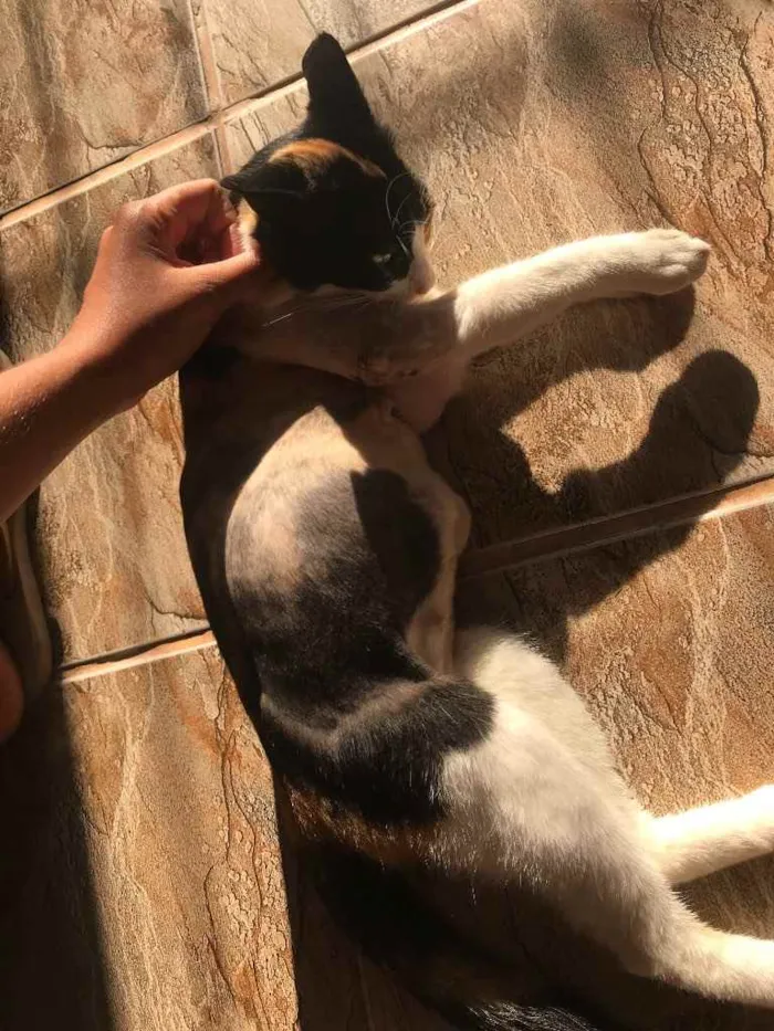 Gato raça Srd idade 7 a 11 meses nome Sophia castrada 