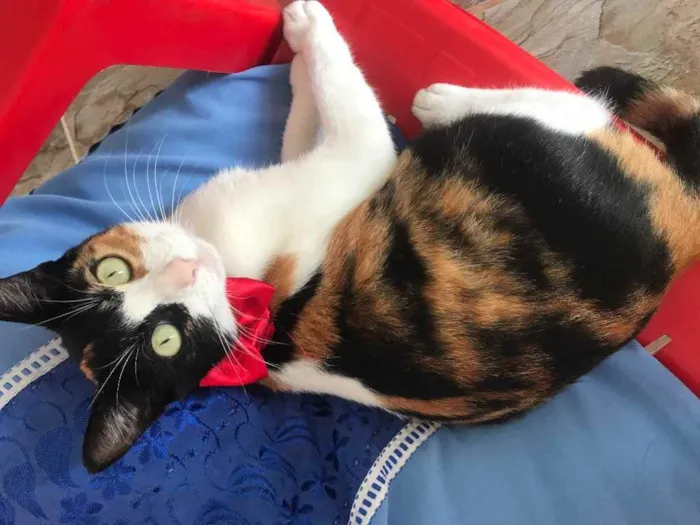 Gato raça Srd idade 7 a 11 meses nome Sophia castrada 