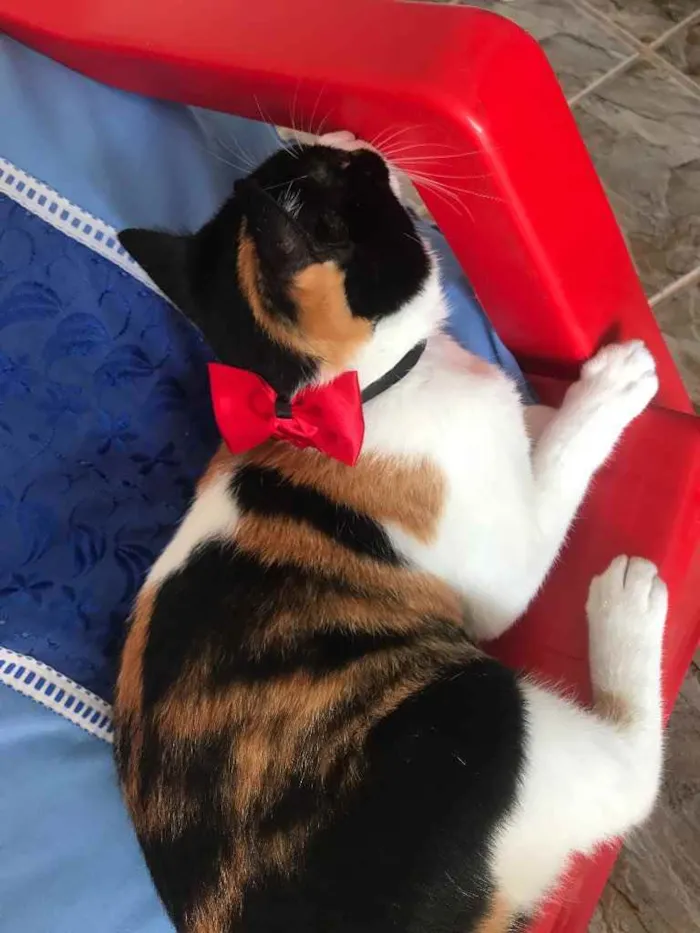 Gato raça Srd idade 7 a 11 meses nome Sophia castrada 