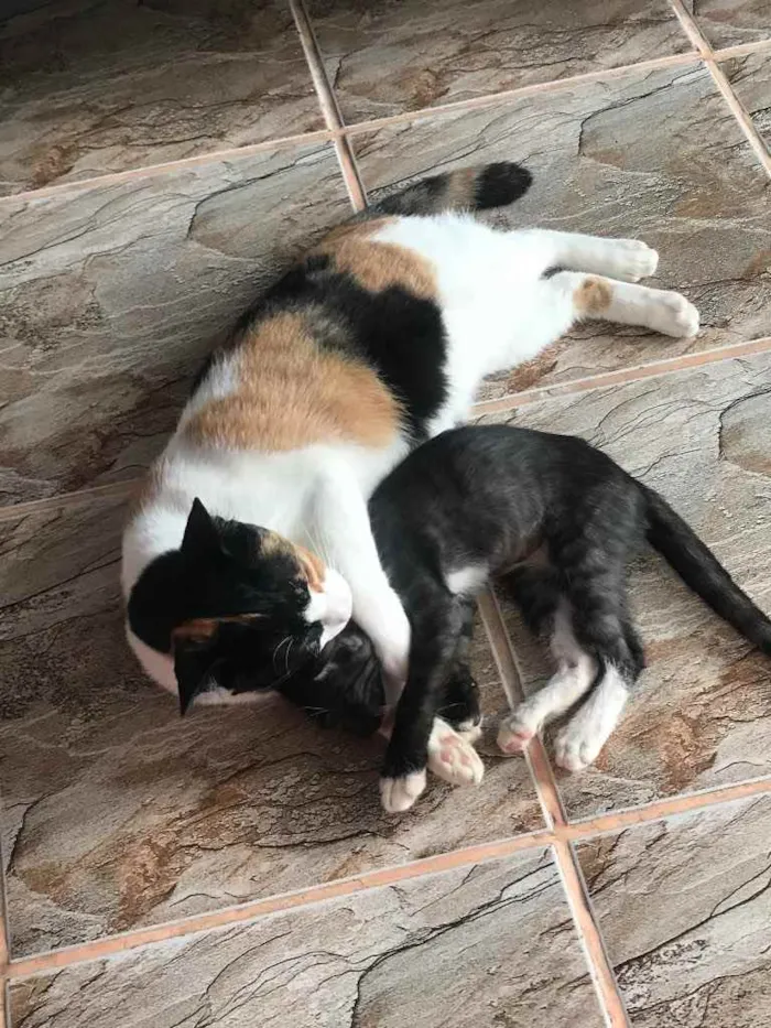 Gato raça Srd idade 7 a 11 meses nome Sophia castrada 