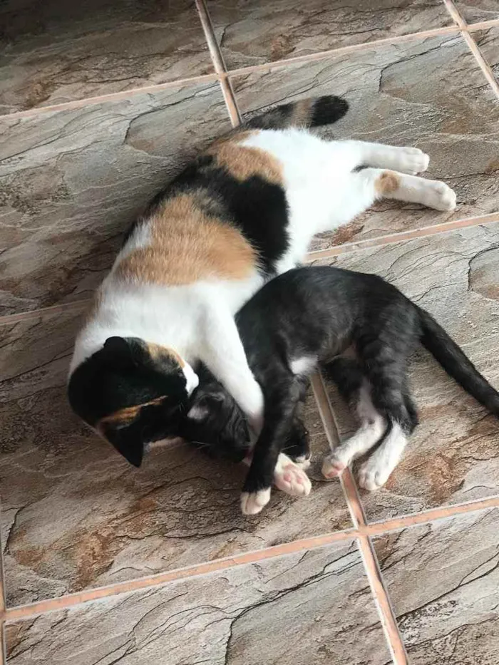 Gato raça Srd idade 7 a 11 meses nome Sophia castrada 