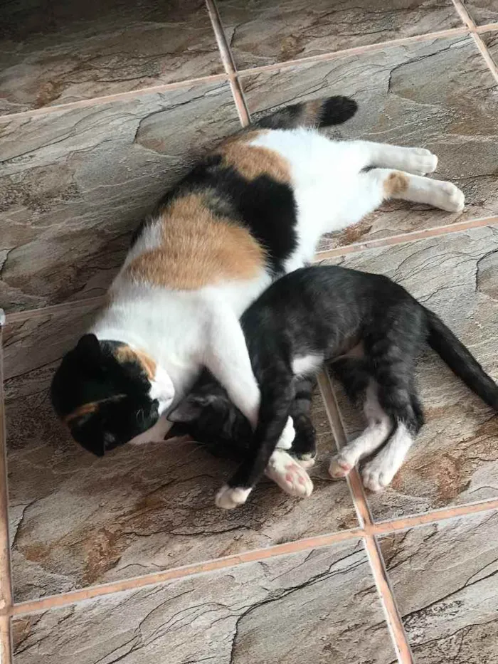 Gato raça Srd idade 7 a 11 meses nome Sophia castrada 