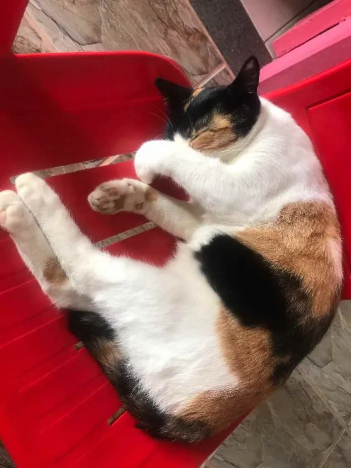 Gato raça Srd idade 7 a 11 meses nome Sophia castrada 