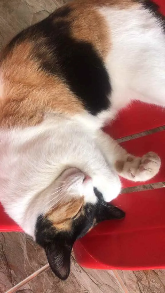 Gato raça Srd idade 7 a 11 meses nome Sophia castrada 