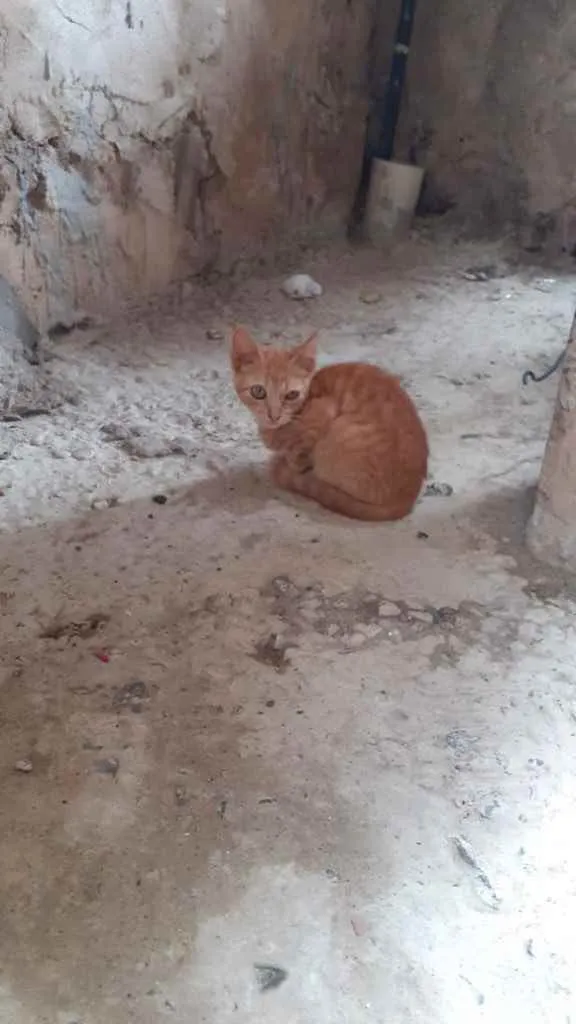 Gato raça Srd idade 2 a 6 meses nome Irmãos príncipes 