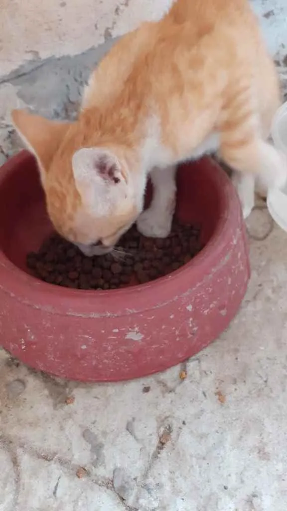 Gato raça Srd idade 2 a 6 meses nome Irmãos príncipes 