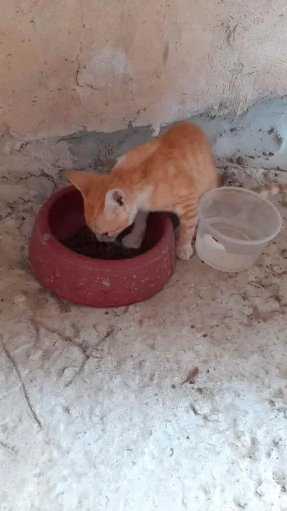 Gato raça Srd idade 2 a 6 meses nome Irmãos príncipes 