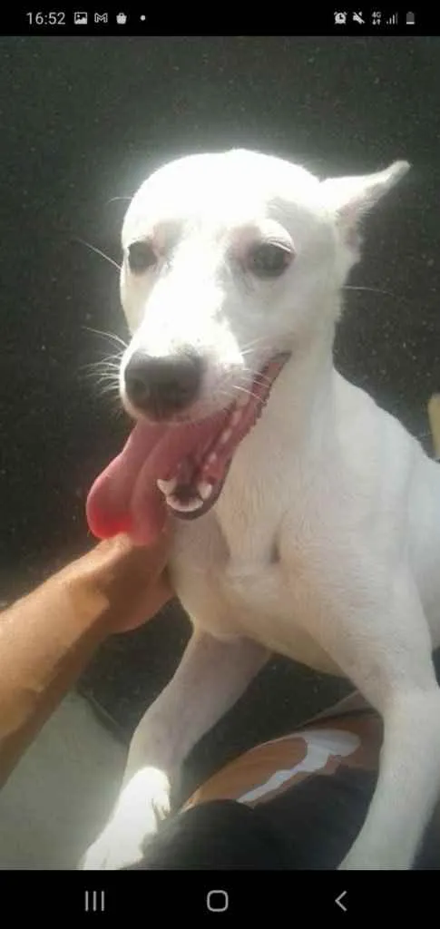 Cachorro raça Srd idade 7 a 11 meses nome Galã