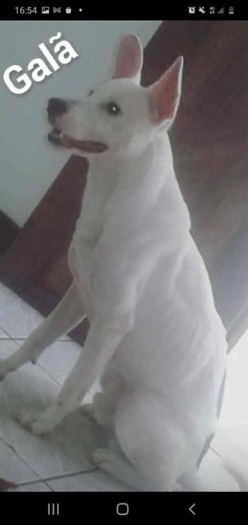 Cachorro raça Srd idade 7 a 11 meses nome Galã