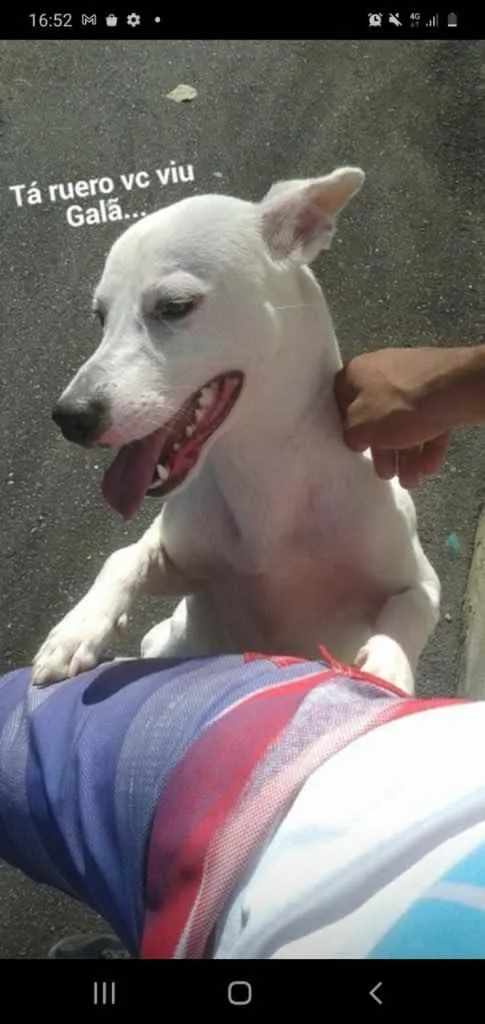 Cachorro raça Srd idade 7 a 11 meses nome Galã