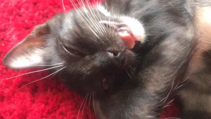 Gato raça Srd idade 2 a 6 meses nome Sophia e estrela 