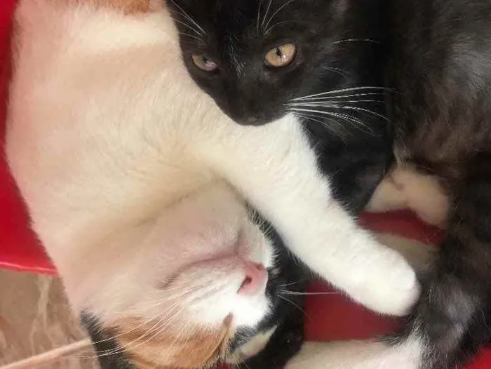 Gato raça Srd idade 2 a 6 meses nome Sophia e estrela 