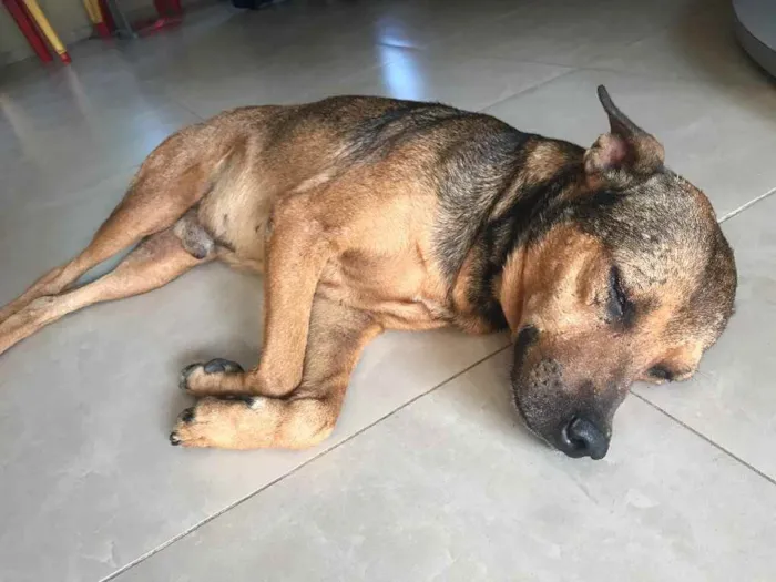 Cachorro raça Srd idade 6 ou mais anos nome Tampinha castrado