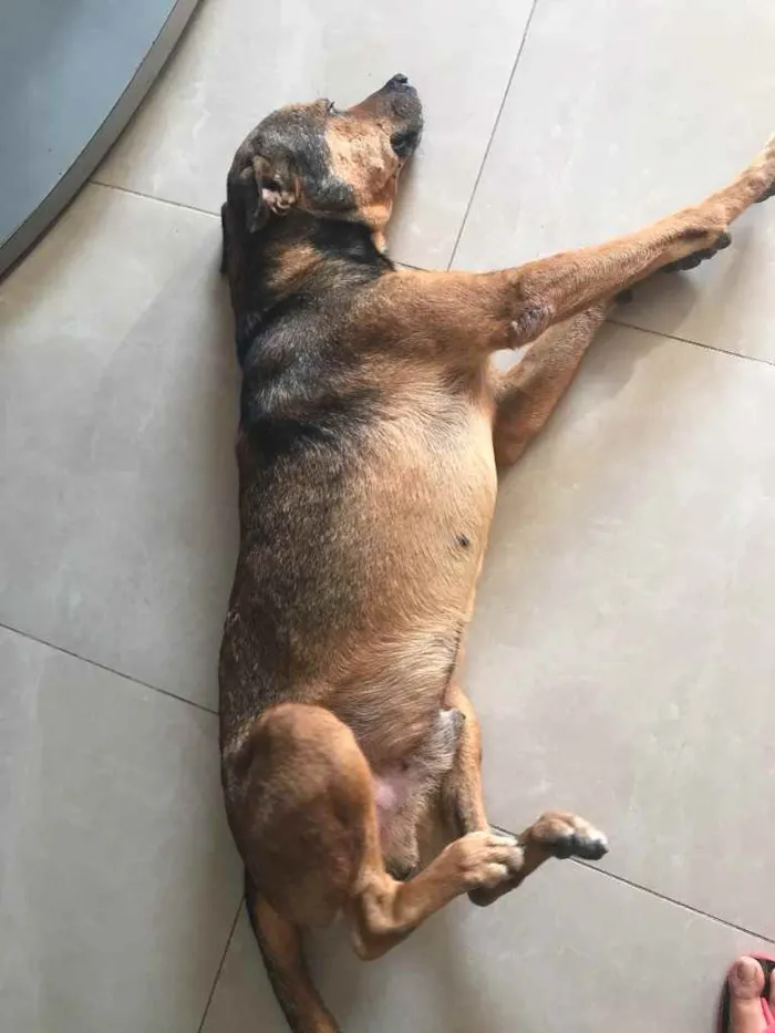 Cachorro raça Srd idade 6 ou mais anos nome Tampinha castrado