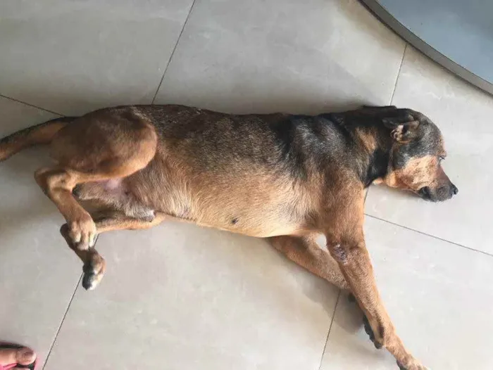 Cachorro raça Srd idade 6 ou mais anos nome Tampinha castrado