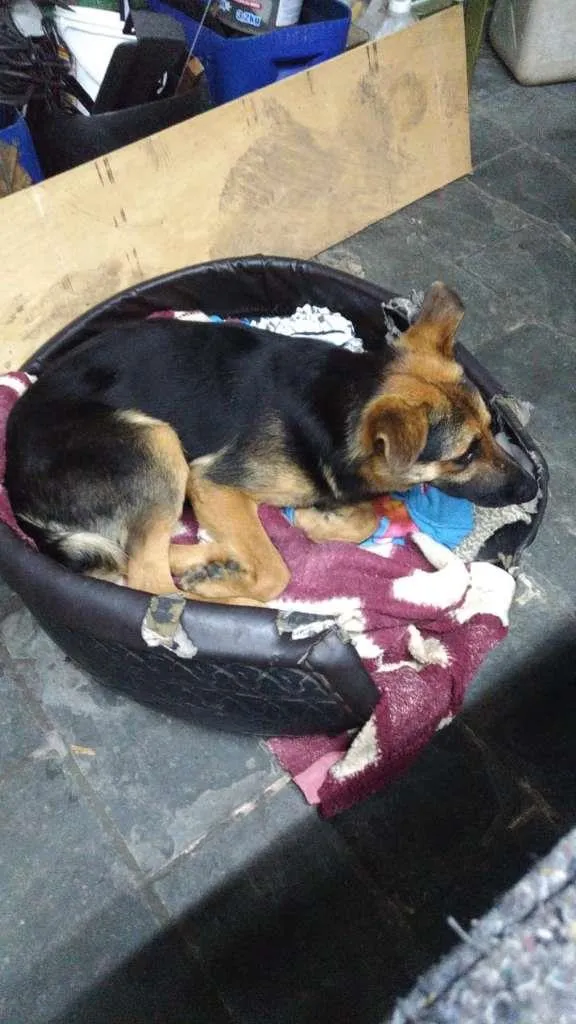 Cachorro ra a SRD-ViraLata idade 2 anos nome Sem Identificação