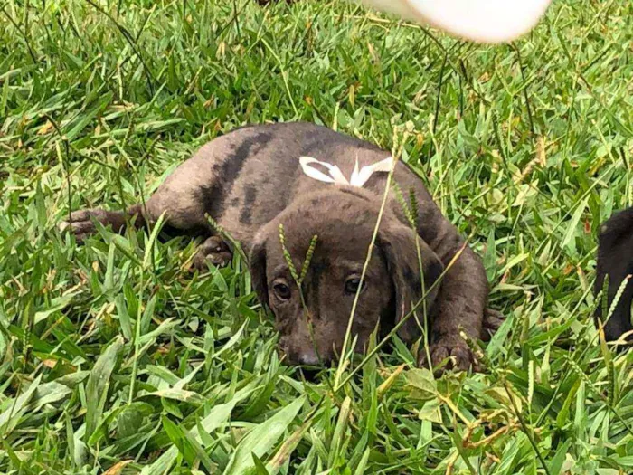 Cachorro ra a SRD idade Abaixo de 2 meses nome 6 filhotes