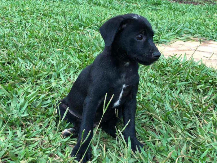 Cachorro ra a SRD idade Abaixo de 2 meses nome 6 filhotes