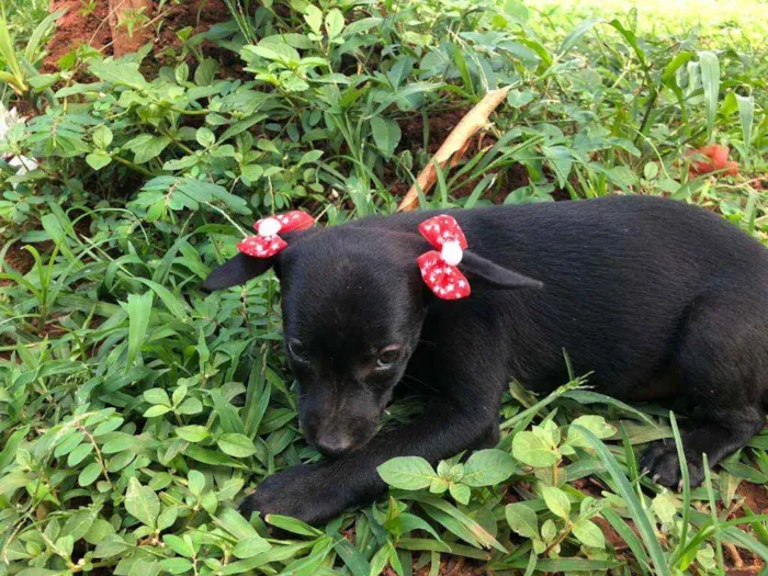 Cachorro ra a SRD idade Abaixo de 2 meses nome 6 filhotes