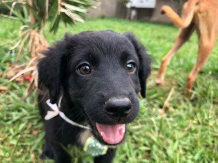 Cachorro ra a SRD idade Abaixo de 2 meses nome 6 filhotes