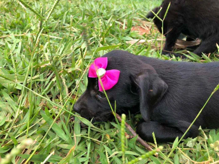 Cachorro ra a SRD idade Abaixo de 2 meses nome 6 filhotes
