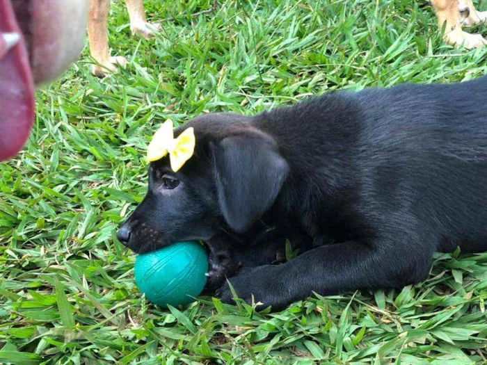 Cachorro ra a SRD idade Abaixo de 2 meses nome 6 filhotes