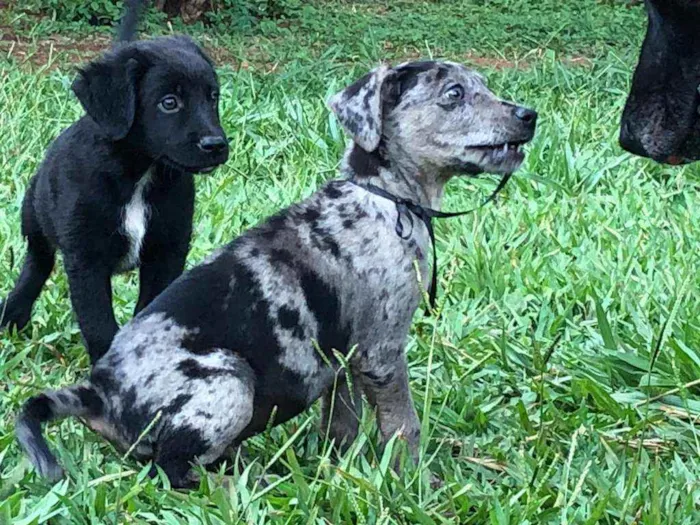 Cachorro ra a SRD idade Abaixo de 2 meses nome 6 filhotes