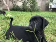 6 filhotes
