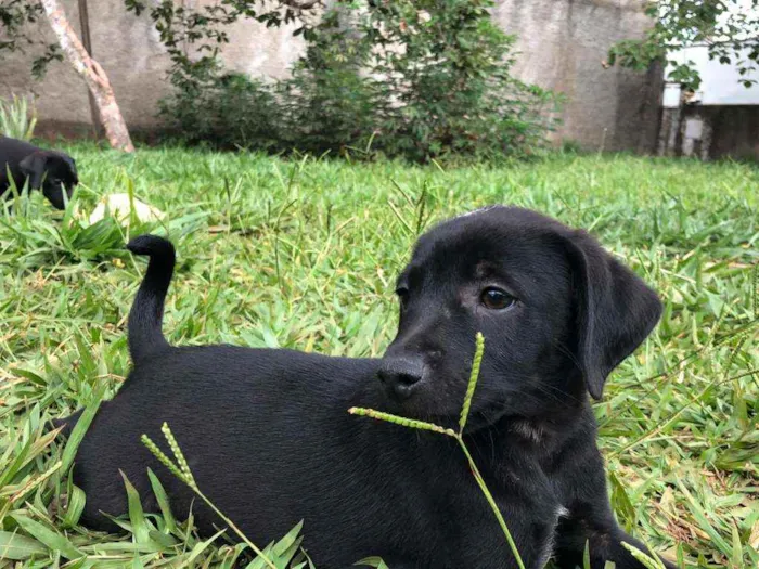 Cachorro ra a SRD idade Abaixo de 2 meses nome 6 filhotes