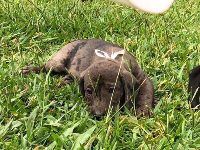 Cachorro ra a SRD idade Abaixo de 2 meses nome 6 filhotes