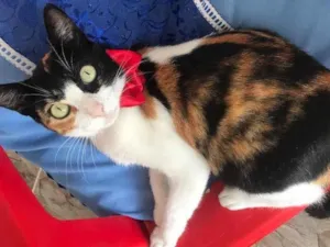 Gato raça Srd idade 7 a 11 meses nome Sophia castrada 