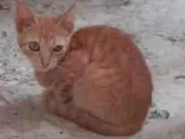 Gato raça Srd idade 2 a 6 meses nome Irmãos príncipes 