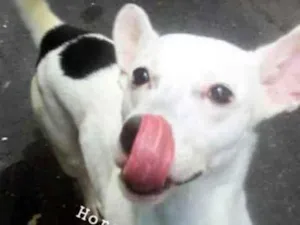 Cachorro raça Srd idade 7 a 11 meses nome Galã