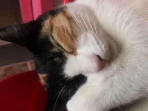 Gato raça Srd idade 2 a 6 meses nome Sophia e estrela 
