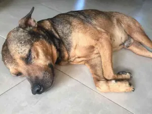 Cachorro raça Srd idade 6 ou mais anos nome Tampinha castrado