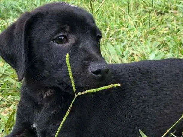 Cachorro ra a SRD idade Abaixo de 2 meses nome 6 filhotes