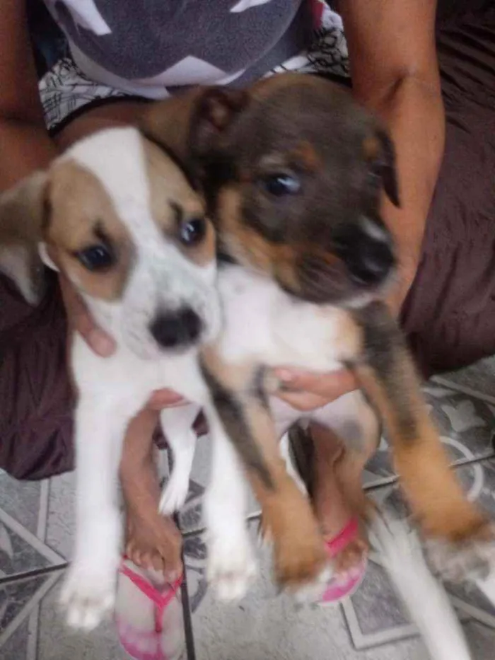 Cachorro raça Labrador idade Abaixo de 2 meses nome Revuada